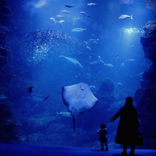 mother-son-aquarium